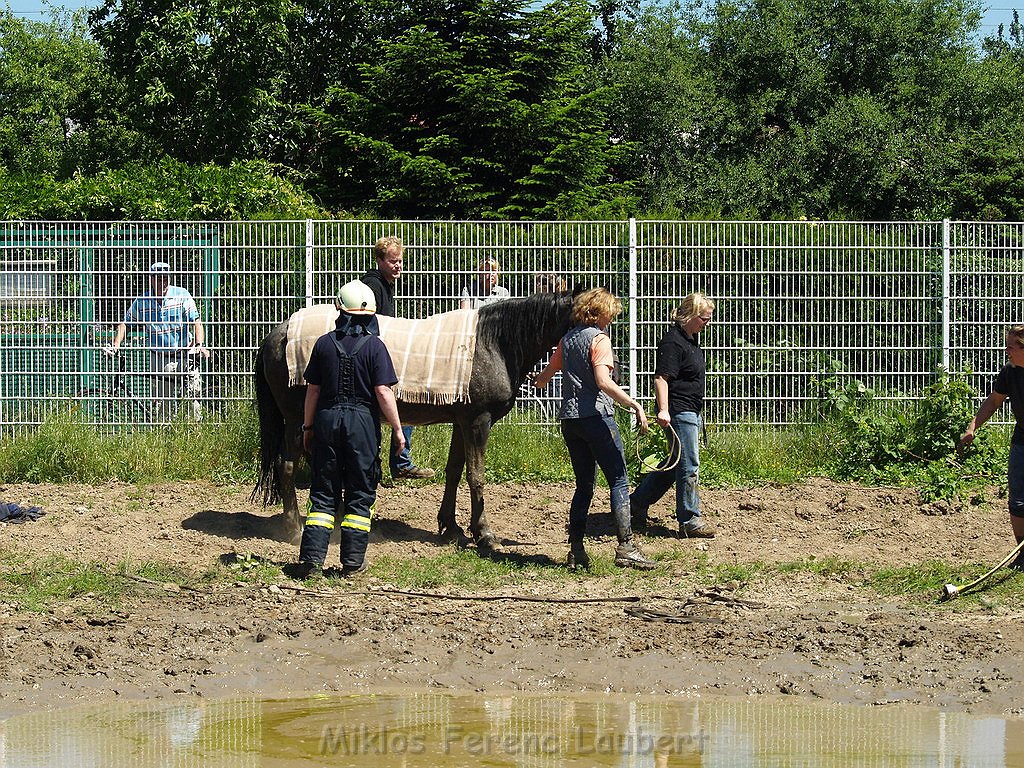 Pferd in Not Koeln Porz Gremberghoven P238.JPG